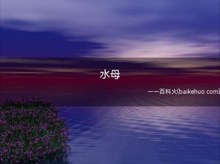 水母是什么梗(LOL选手jackeylove——喻文波的女粉丝)