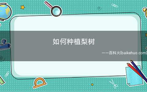 如何种植梨树(栽种杏树的方式:梨苗定植前土地平整,开展园级深松后再翻耕)