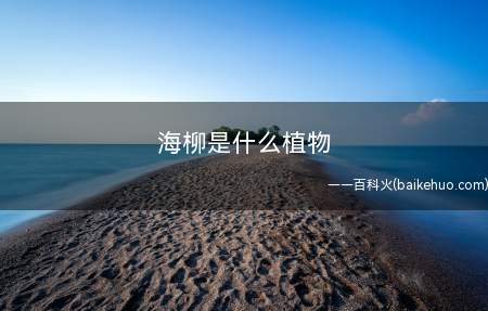 海柳是什么植物（海柳质地坚韧,水浸不腐,火焚难损,富有光泽）