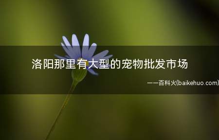 洛阳那里有大型的宠物批发市场(2019洛阳宠物用品店排行榜)