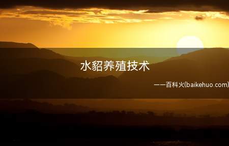 水貂养殖技术