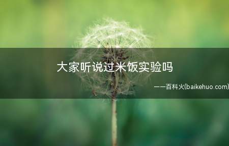 大家听说过米饭实验吗