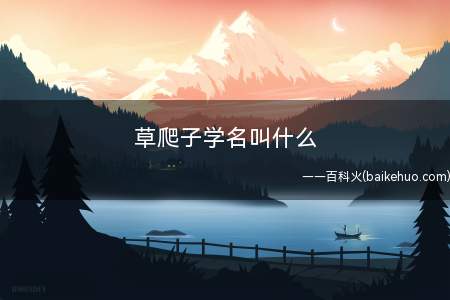 草爬子学名叫什么