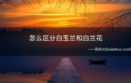 怎么区分白玉兰和白兰花