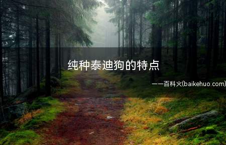 纯种泰迪狗的特点