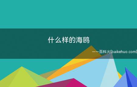 什么样的海鸥