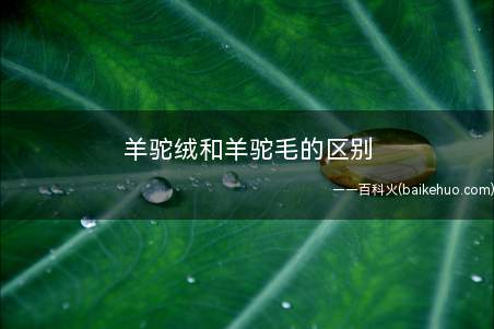 羊驼绒和羊驼毛的区别