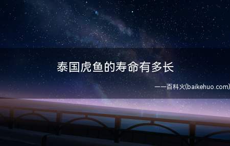 泰国虎鱼的寿命有多长