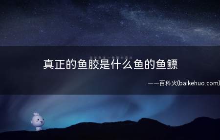 真正的鱼胶是什么鱼的鱼鳔