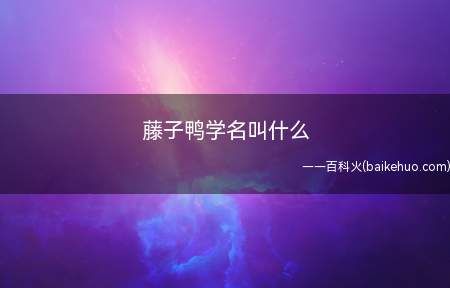 藤子鸭学名叫什么