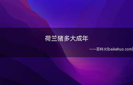 荷兰猪多大成年(荷兰猪可以长15到20厘米吗?)