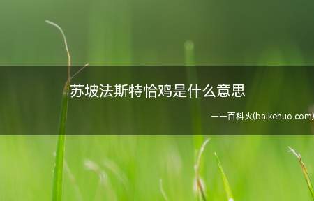苏坡法斯特恰鸡是什么意思