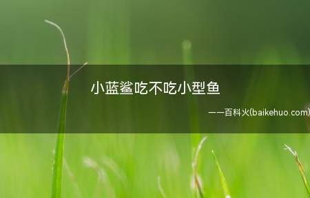 小蓝鲨吃不吃小型鱼(小蓝鲨吃不吃小型鱼我们一起了解一下吧!)