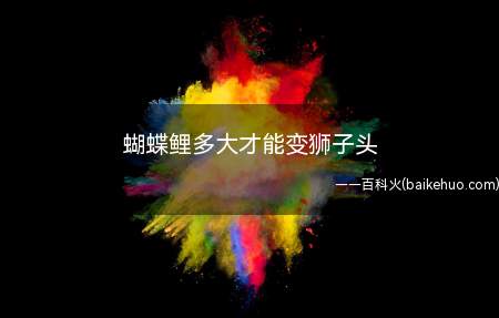 蝴蝶鲤多大才能变狮子头