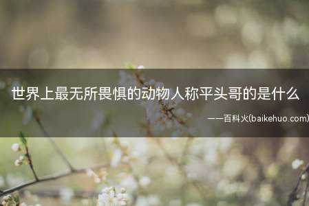 世界上最无所畏惧的动物人称平头哥的是什么