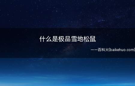 什么是极品雪地松鼠