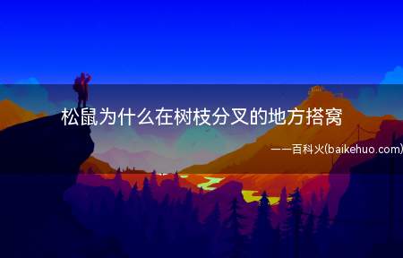 松鼠为什么在树枝分叉的地方搭窝
