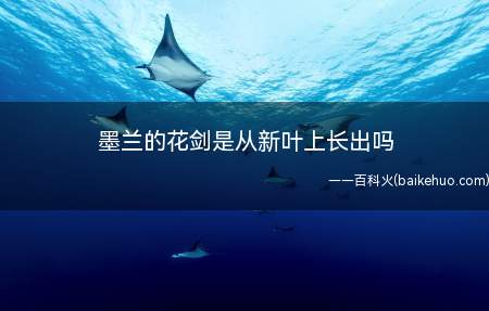 墨兰的花剑是从新叶上长出吗