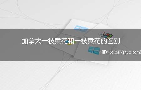 加拿大一枝黄花和一枝黄花的区别(拓展:加拿大一枝黄花到底是什么)