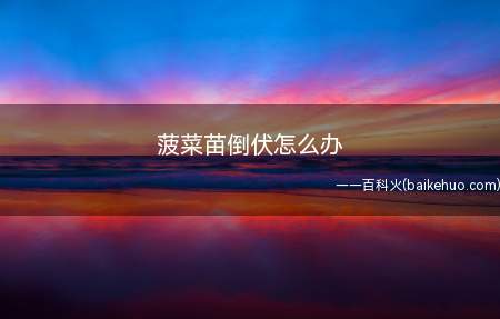 菠菜苗倒伏怎么办(菠菜苗倒伏怎么办这里有答案)