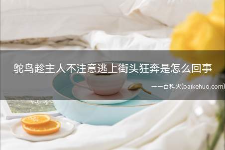 鸵鸟趁主人不注意逃上街头狂奔是怎么回事