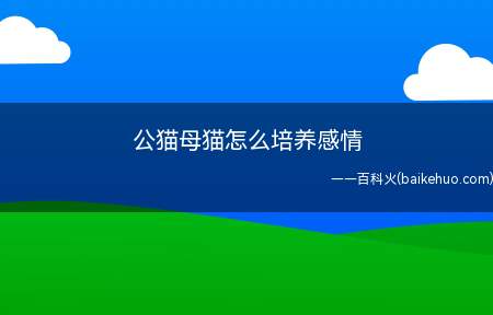 公猫母猫怎么培养感情