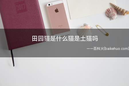 田园猫是什么猫是土猫吗(田园猫是土猫,聪明伶俐,非常好的宠物)