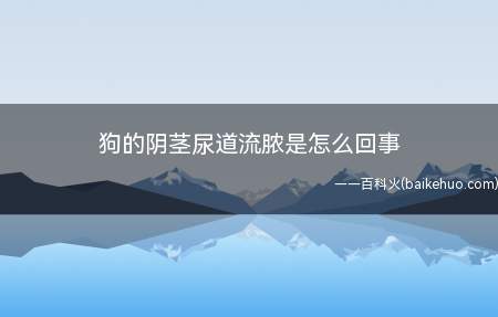 狗的阴茎尿道流脓是怎么回事（宠物专用清洗生殖器部位的消毒液清洗）