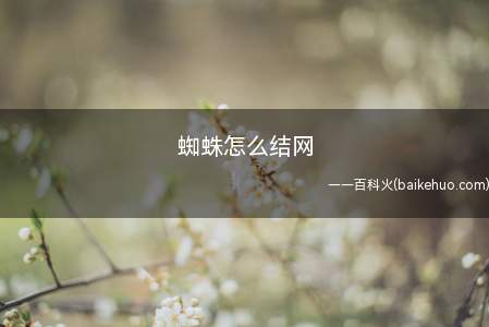 蜘蛛怎么结网