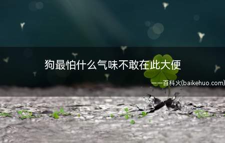 狗最怕什么气味不敢在此大便(风油精、香水、醋等存在相对刺激性的气味)