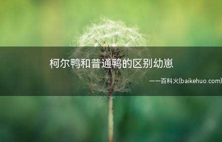 柯尔鸭和普通鸭的区别幼崽(柯尔鸭和普通鸭有什么区别)