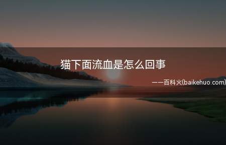 猫下面流血是怎么回事(公猫下面主要指肛门和尿道)