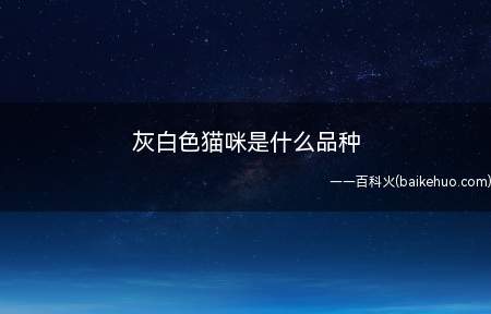 灰白色猫咪可能是英短,比如英短银渐层、丁香色蓝猫,毛发颜色都