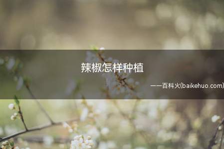 辣椒怎样种植(阳台上重点辣椒,辣椒的种植方法)
