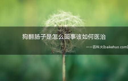 狗翻肠子是怎么回事该如何医治(狗翻肠子指的是细小病毒)