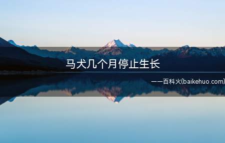 马犬几个月停止生长(马犬在12~18个月左右停止生长,体型基本稳定下来)