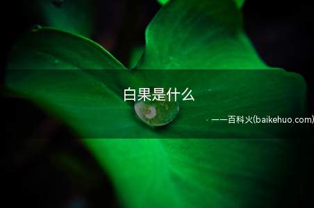 白果是什么(白果的营养价值,你知道多少)