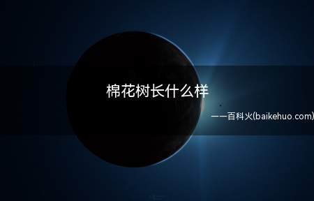 棉花树长什么样(棉花树在河北,新疆以及云南有栽种)