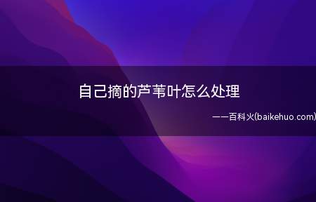 自己摘的芦苇叶怎么处理