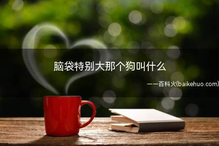 狗脑袋比较大狗有牛头梗、藏獒、恶霸犬、圣伯纳犬、中国的松狮犬