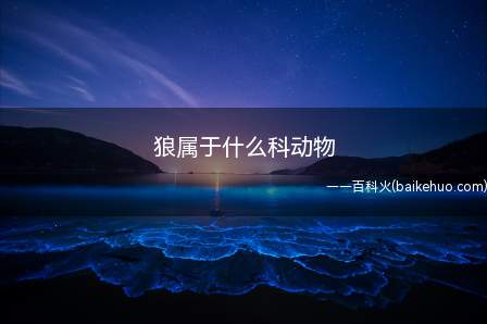 狼属于什么科动物