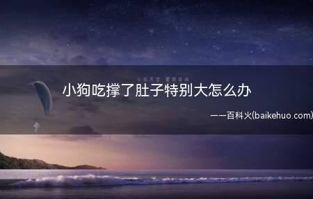 幼犬吃多了,肚子撑得特别大,建议主人给狗狗喂食宠物专用益生菌