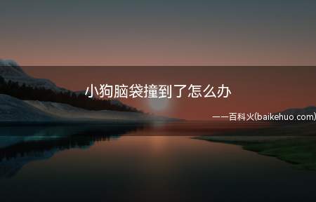 小狗脑袋撞到了怎么办(狗狗撞到了脑袋怎么办)
