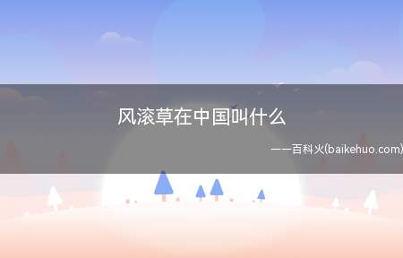 风滚草在中国叫什么