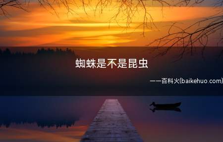 蜘蛛是不是昆虫(蜘蛛是不是昆虫 昆虫的基本特征)