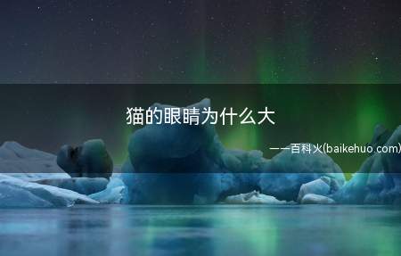 猫的眼睛为什么大(猫咪的眼睛大是自然选择及生物进化的结果)