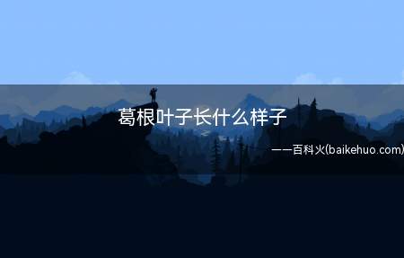 葛根是野葛的根部,它在顶端有3片小叶,形状呈菱状卵形
