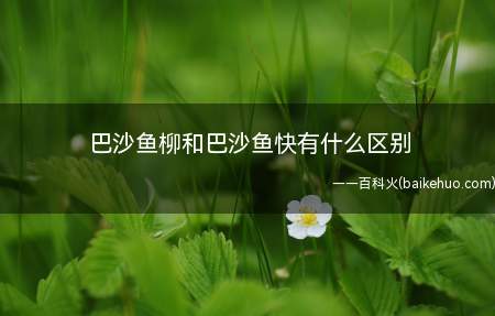巴沙鱼柳和巴沙鱼快有什么区别(巴沙鱼柳有什么区别)
