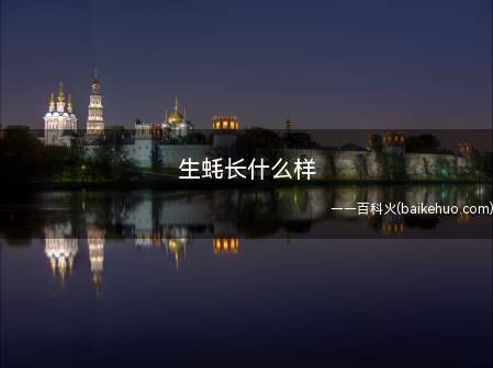 生蚝属于软体动物,有两个贝壳,外壳呈类三角形,背腹缘呈八字形