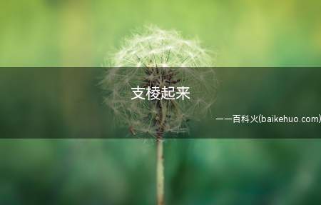 支棱起来是什么意思（支楞同支棱,有“伸出、竖起、支撑”等意思）